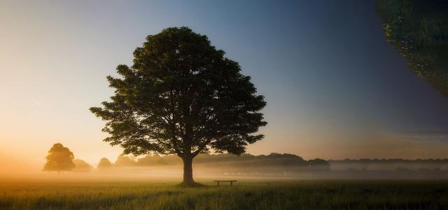 Oak tree